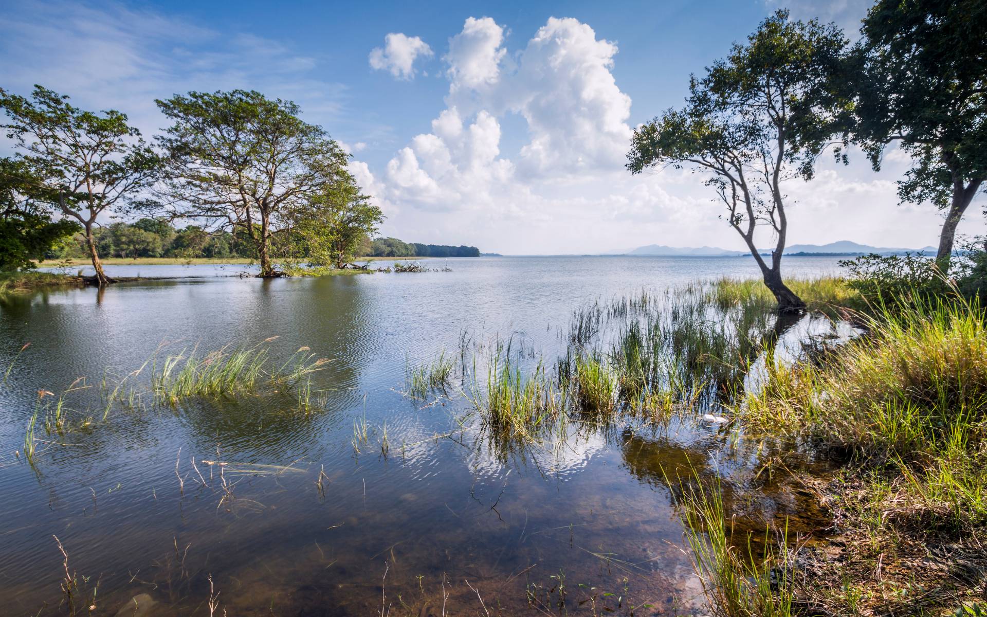 Minneriya – Elephant Gathering Safari