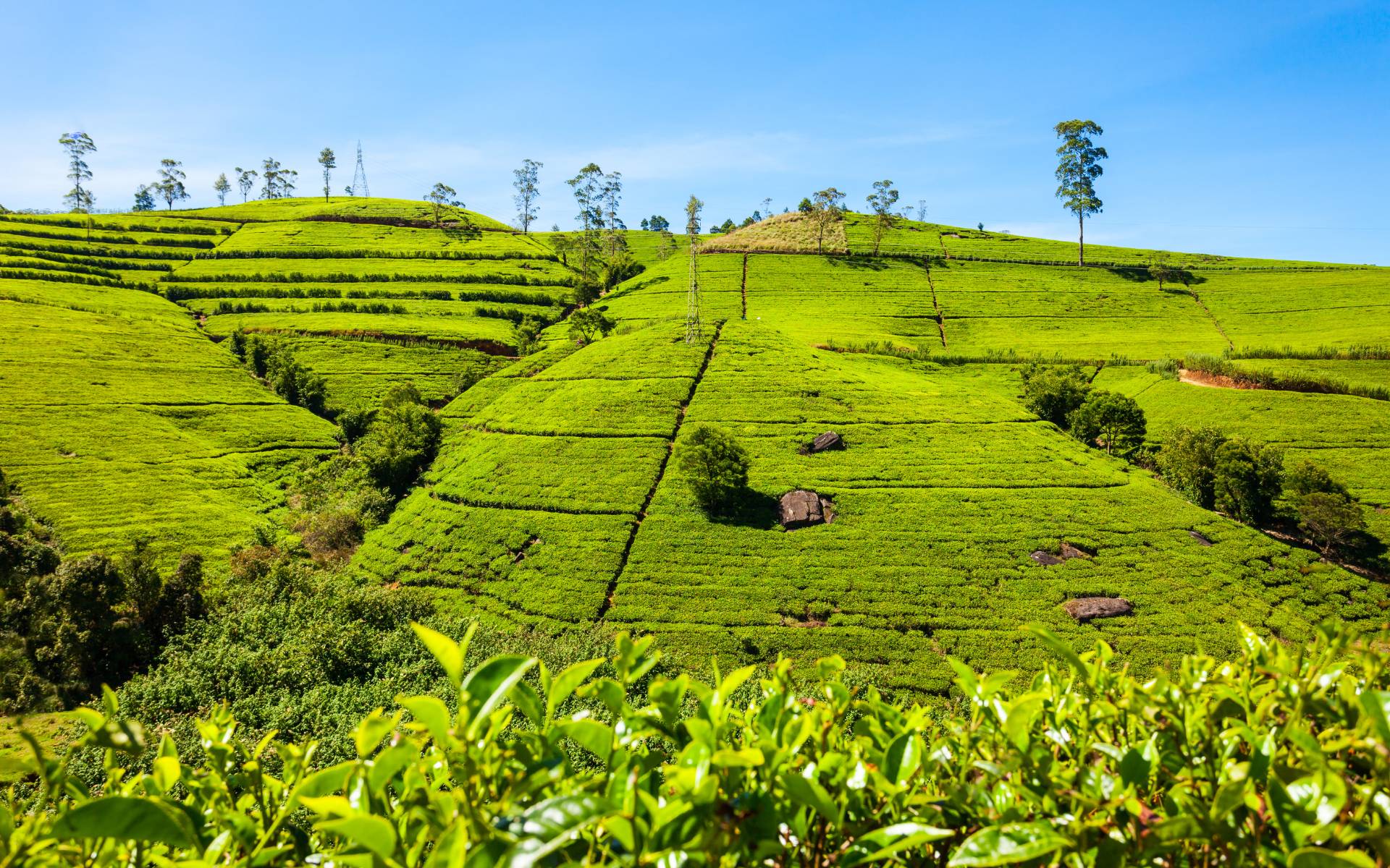 Nuwara Eliya – Cool Climate & Tea Country