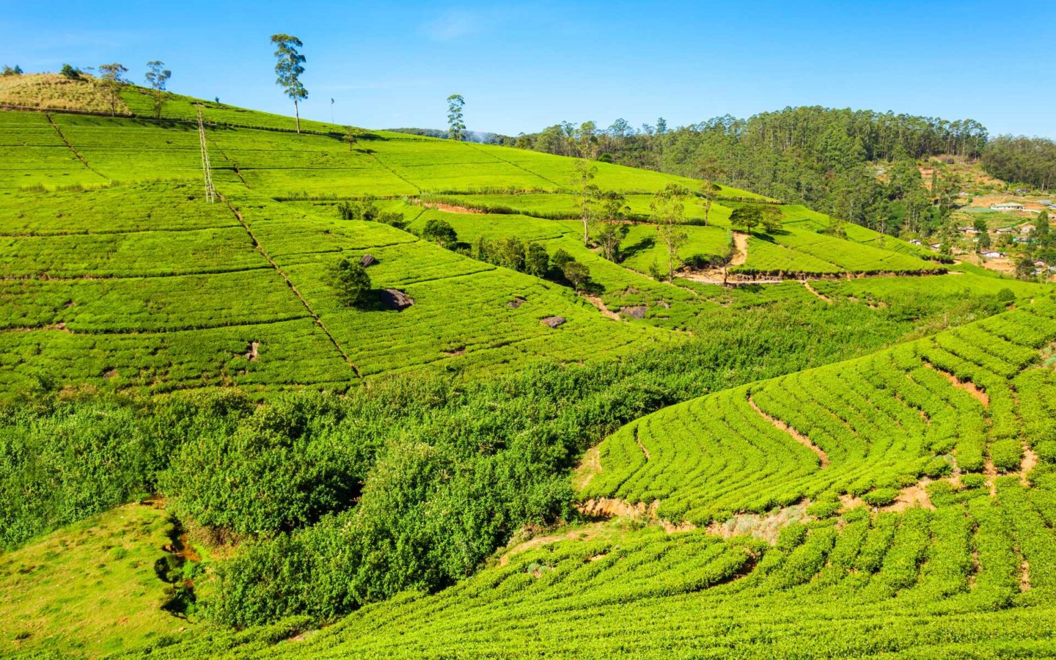 Scenic Train Journey Through Hill Country - Jetro Ceylon Travels